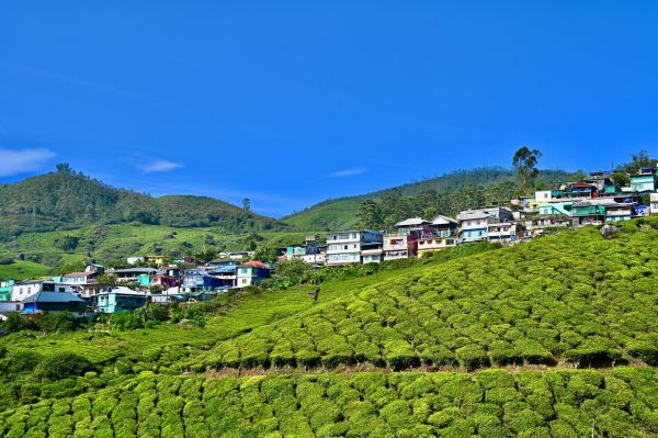 Comment organiser une visite des plantations de thé en Inde sans guide?