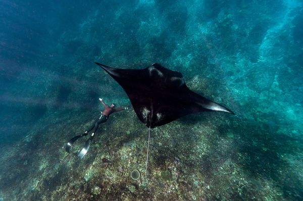 Quels sont les meilleurs spots pour faire de la plongée avec les raies manta aux Îles Maldives ?