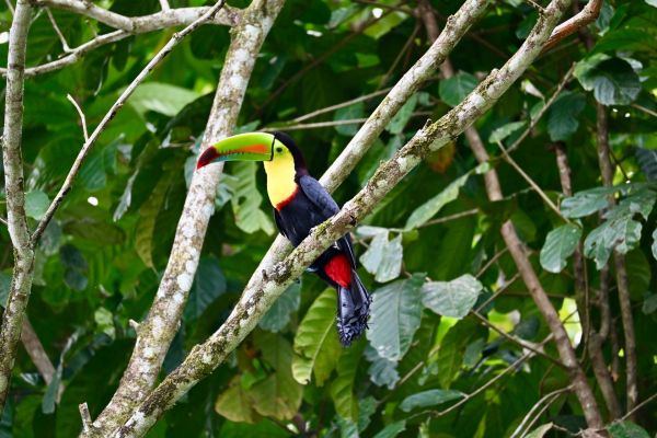 Quels sont les meilleurs spots pour observer les oiseaux exotiques au Costa Rica?