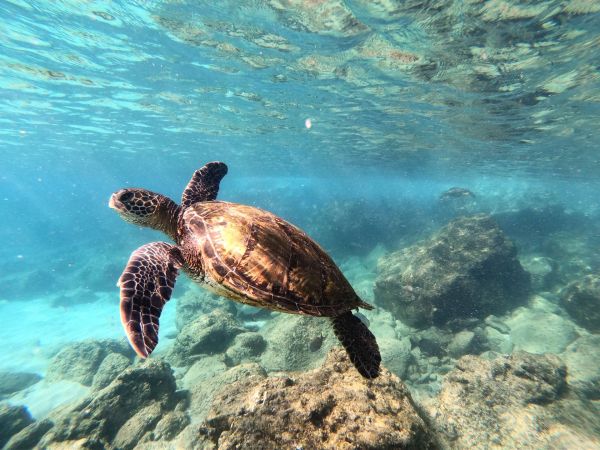 Quels sont les meilleurs spots pour observer les tortues de mer à Hawaii?